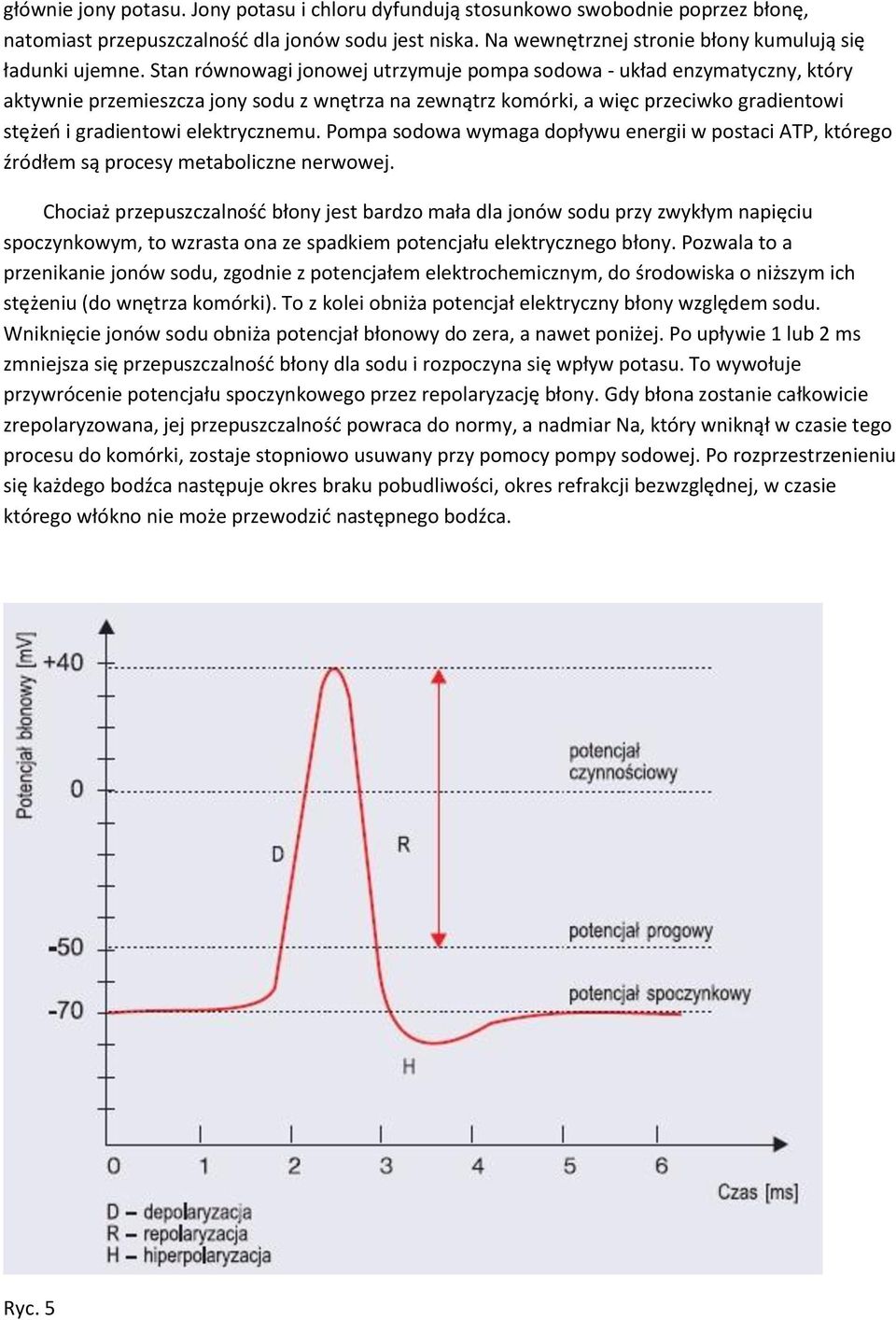 elektrycznemu. Pompa sodowa wymaga dopływu energii w postaci ATP, którego źródłem są procesy metaboliczne nerwowej.