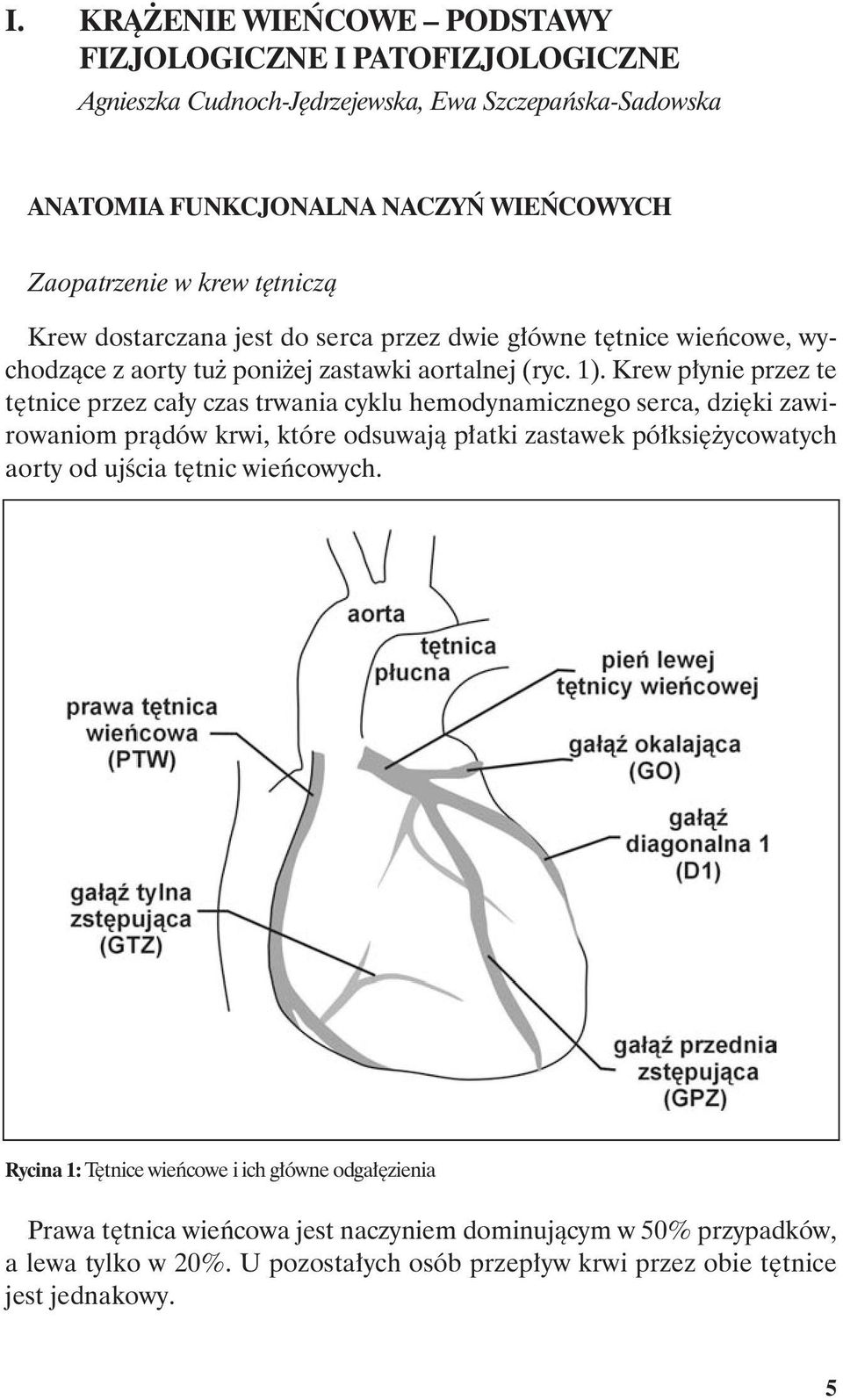 Krew płynie przez te tętnice przez cały czas trwania cyklu hemodynamicznego serca, dzięki zawirowaniom prądów krwi, które odsuwają płatki zastawek półksiężycowatych aorty od ujścia