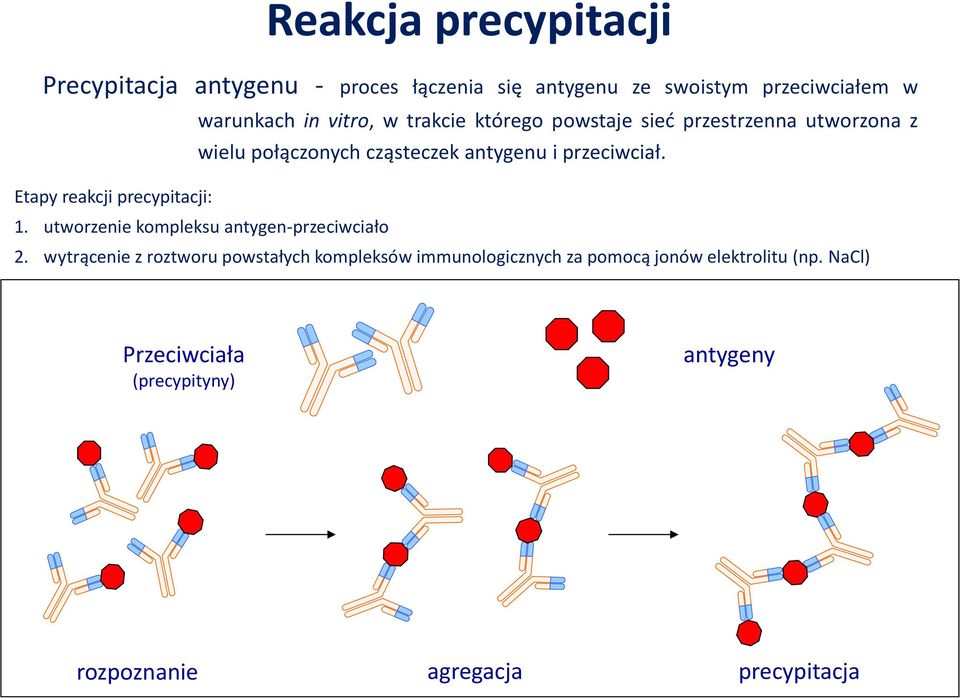 Etapy reakcji precypitacji: 1. utworzenie kompleksu antygen-przeciwciało 2.