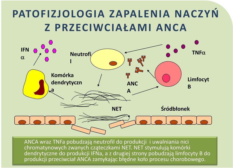 chromatynowych zwanych cząteczkami NET.