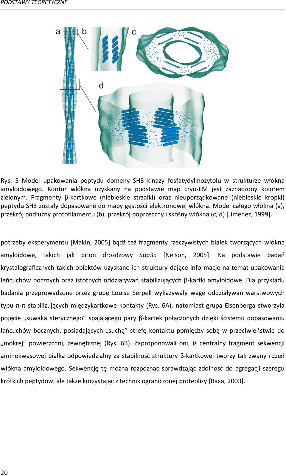 Fragmenty β-kartkowe (niebieskie strzałki) oraz nieuporządkowane (niebieskie kropki) peptydu SH3 zostały dopasowane do mapy gęstości elektronowej włókna.