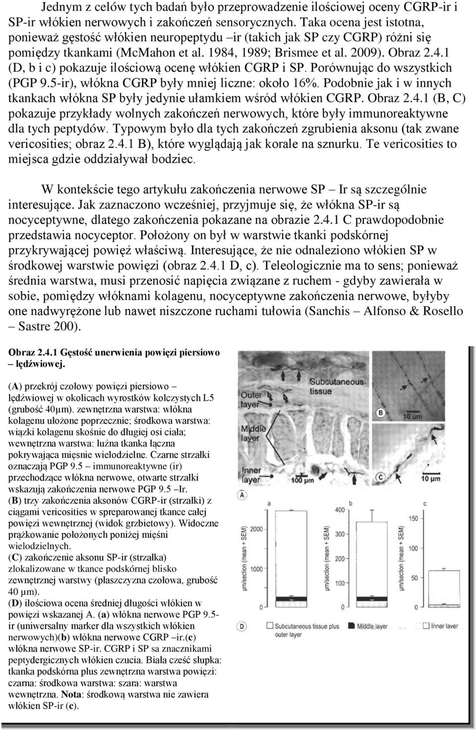 Porównując do wszystkich (PGP 9.5-ir), włókna CGRP były mniej liczne: około 16%. Podobnie jak i w innych tkankach włókna SP były jedynie ułamkiem wśród włókien CGRP. Obraz 2.4.