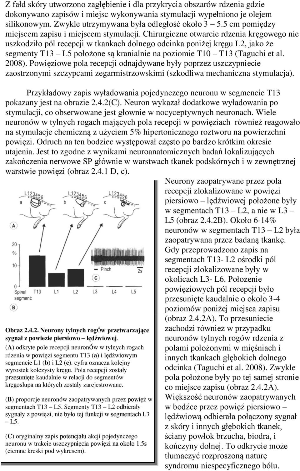 Chirurgiczne otwarcie rdzenia kręgowego nie uszkodziło pól recepcji w tkankach dolnego odcinka poniżej kręgu L2, jako że segmenty T13 L5 położone są kranialnie na poziomie T10 T13 (Taguchi et al.