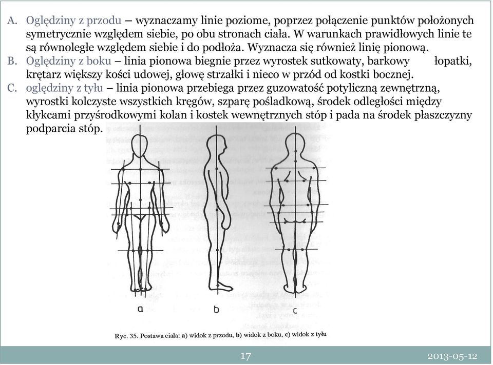 Oględziny z boku linia pionowa biegnie przez wyrostek sutkowaty, barkowy łopatki, krętarz większy kości udowej, głowę strzałki i nieco w przód od kostki bocznej. C.