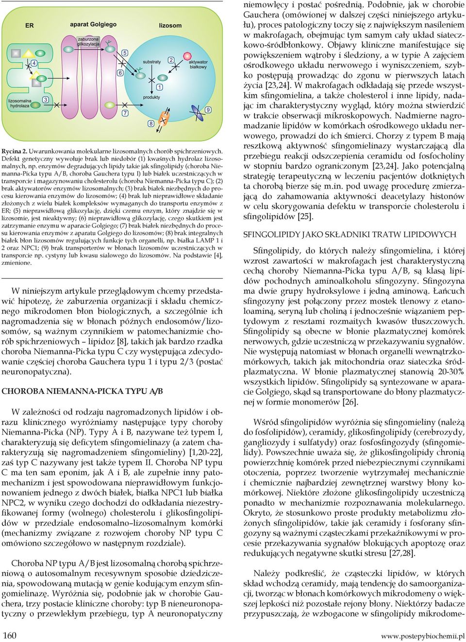 Niemanna-Picka typu C); (2) brak aktywatorów enzymów lizosomalnych; (3) brak białek niezbędnych do procesu kierowania enzymów do lizosomów; (4) brak lub nieprawidłowe składanie złożonych z wielu