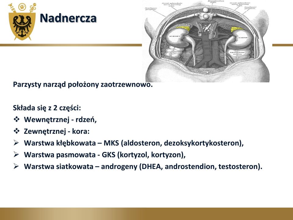 Warstwa kłębkowata MKS (aldosteron, dezoksykortykosteron), Warstwa