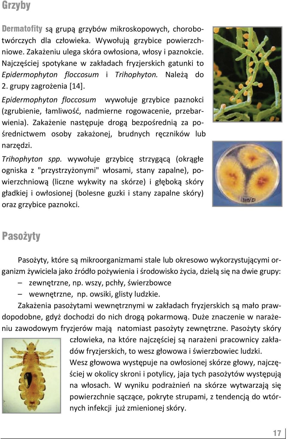 Epidermophyton floccosum wywołuje grzybice paznokci (zgrubienie, łamliwość, nadmierne rogowacenie, przebarwienia).