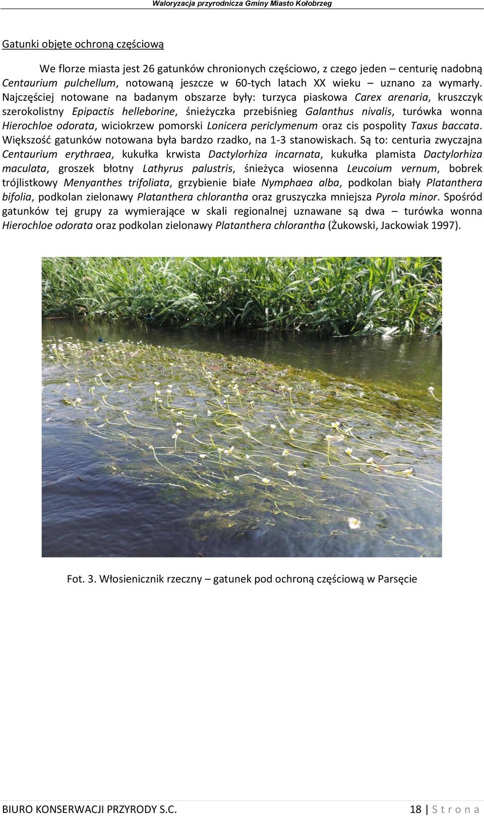 Najczęściej notowane na badanym obszarze były: turzyca piaskowa Carex arenaria, kruszczyk szerokolistny Epipactis helleborine, śnieżyczka przebiśnieg Galanthus nivalis, turówka wonna Hierochloe