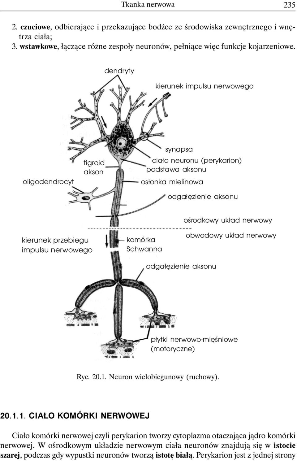 impulsu nerwowego komórka Schwanna obwodowy układ nerwowy odgałęzienie aksonu płytki nerwowo-mięśniowe (motoryczne) Ryc. 20.1.