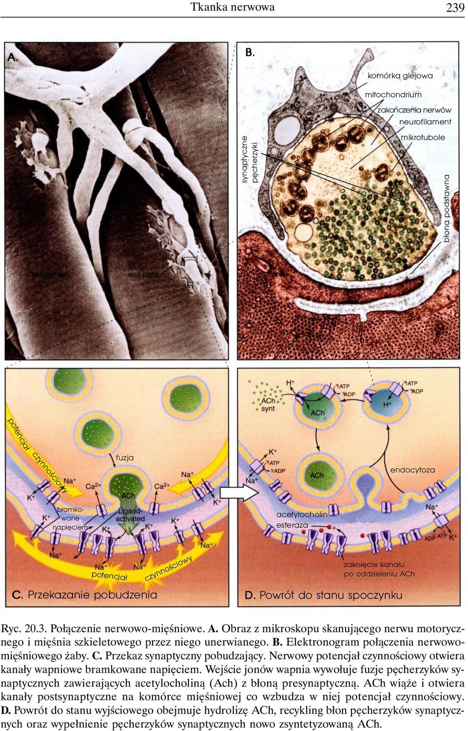 potencjał C. Przekazanie pobudzenia czynnościowy zaknięcie kanału po oddzieleniu ACh D. Powrót do stanu spoczynku Ryc. 20.3. Połączenie nerwowo-mięśniowe. A. Obraz z mikroskopu skanującego nerwu motorycznego i mięśnia szkieletowego przez niego unerwianego.