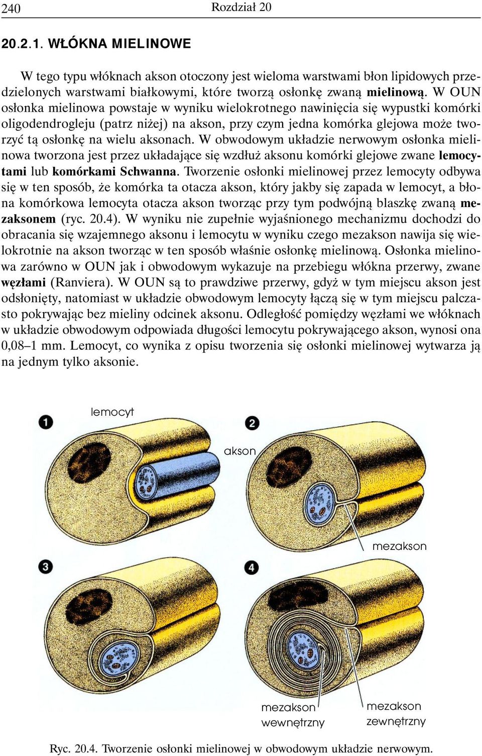 aksonach. W obwodowym układzie nerwowym osłonka mielinowa tworzona jest przez układające się wzdłuż aksonu komórki glejowe zwane lemocytami lub komórkami Schwanna.