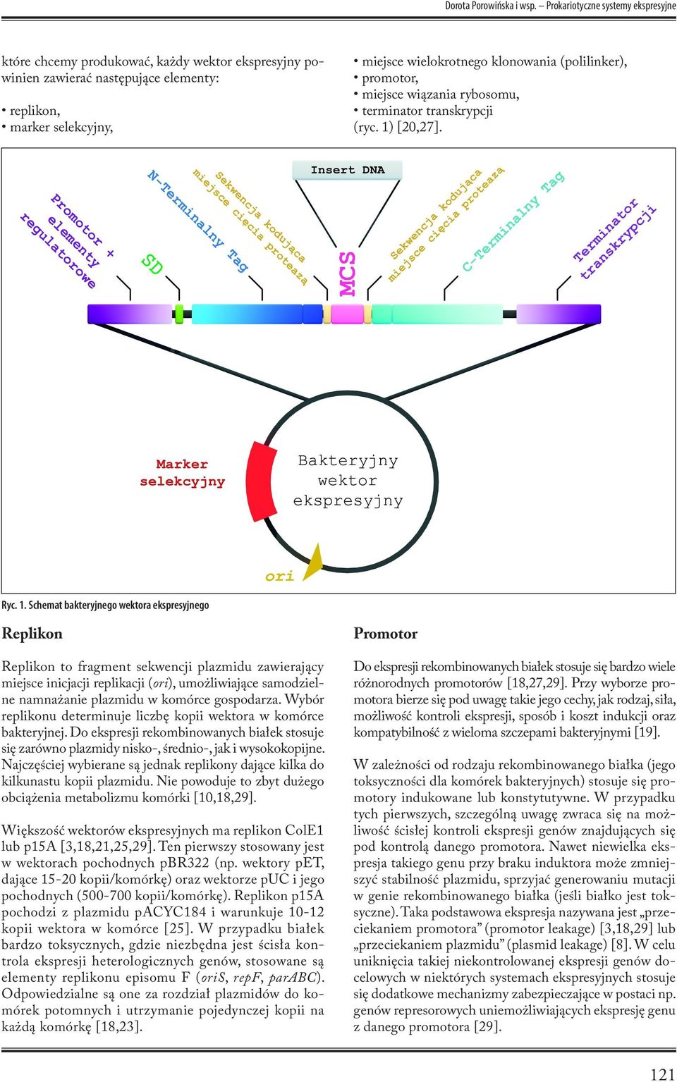 (polilinker), promotor, miejsce wiązania rybosomu, terminator transkrypcji (ryc. 1)