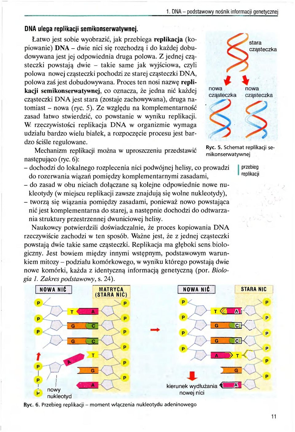 Z jednej cząsteczki powstają dwie - takie same jak wyjściowa, czyli polowa nowej cząsteczki pochodzi ze starej cząsteczki DNA, polowa zaś jest dobudowywana.