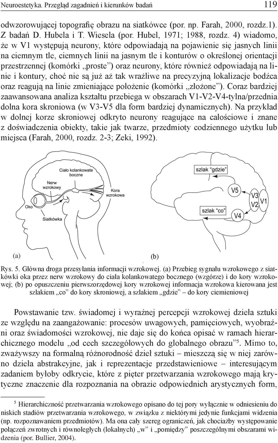 ) oraz neurony, które również odpowiadają na linie i kontury, choć nie są już aż tak wrażliwe na precyzyjną lokalizacje bodźca oraz reagują na linie zmieniające położenie (komórki złożone ).