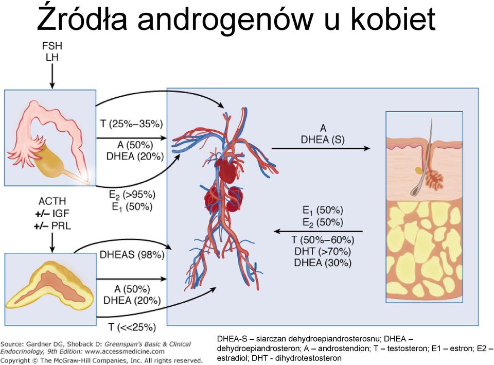 dehydroepiandrosteron; A androstendion; T