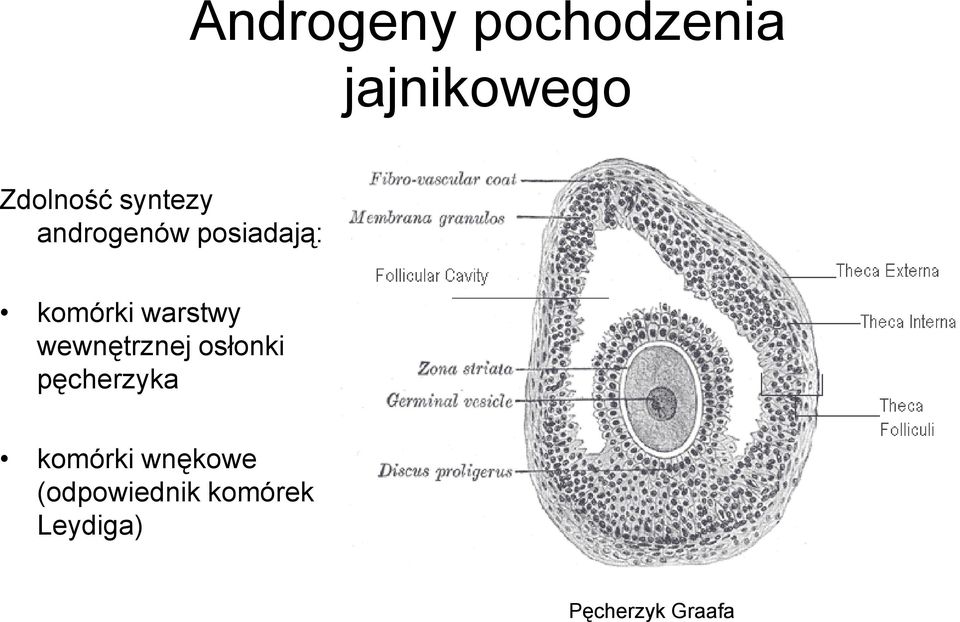 wewnętrznej osłonki pęcherzyka komórki