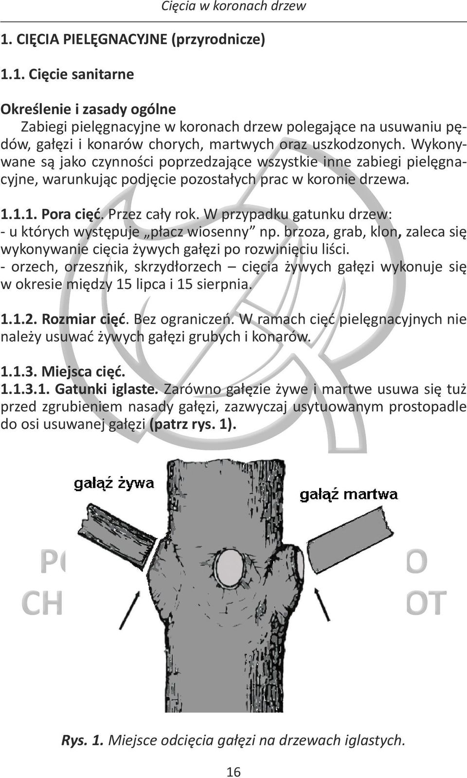 W przypadku gatunku drzew: - u których występuje płacz wiosenny np. brzoza, grab, klon, zaleca się wykonywanie cięcia żywych gałęzi po rozwinięciu liści.