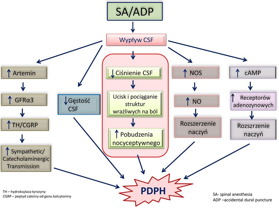 Transmission Pobudzenia nocyceptywnego Rozszerzenie naczyń Rozszrzenie naczyń TH hydroksylaza