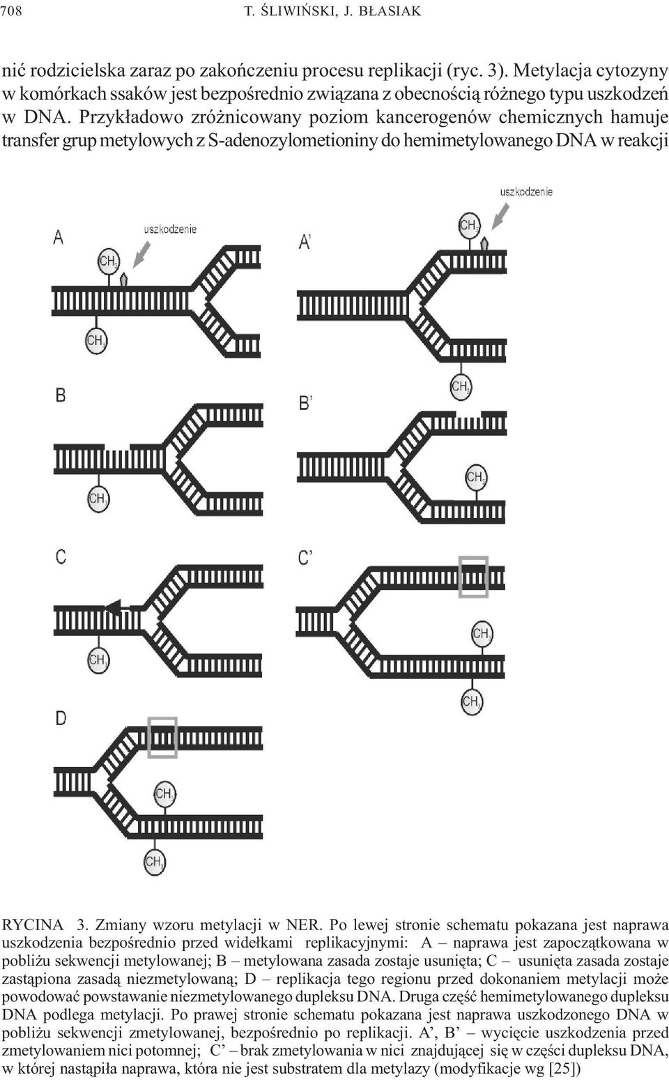 Przyk³adowo zró nicowany poziom kancerogenów chemicznych hamuje transfer grup metylowych z S-adenozylometioniny do hemimetylowanego DNA w reakcji RYCINA 3. Zmiany wzoru metylacji w NER.