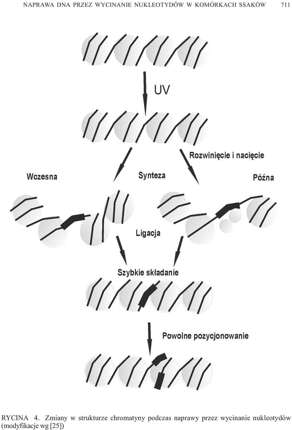 chromatyny podczas naprawy