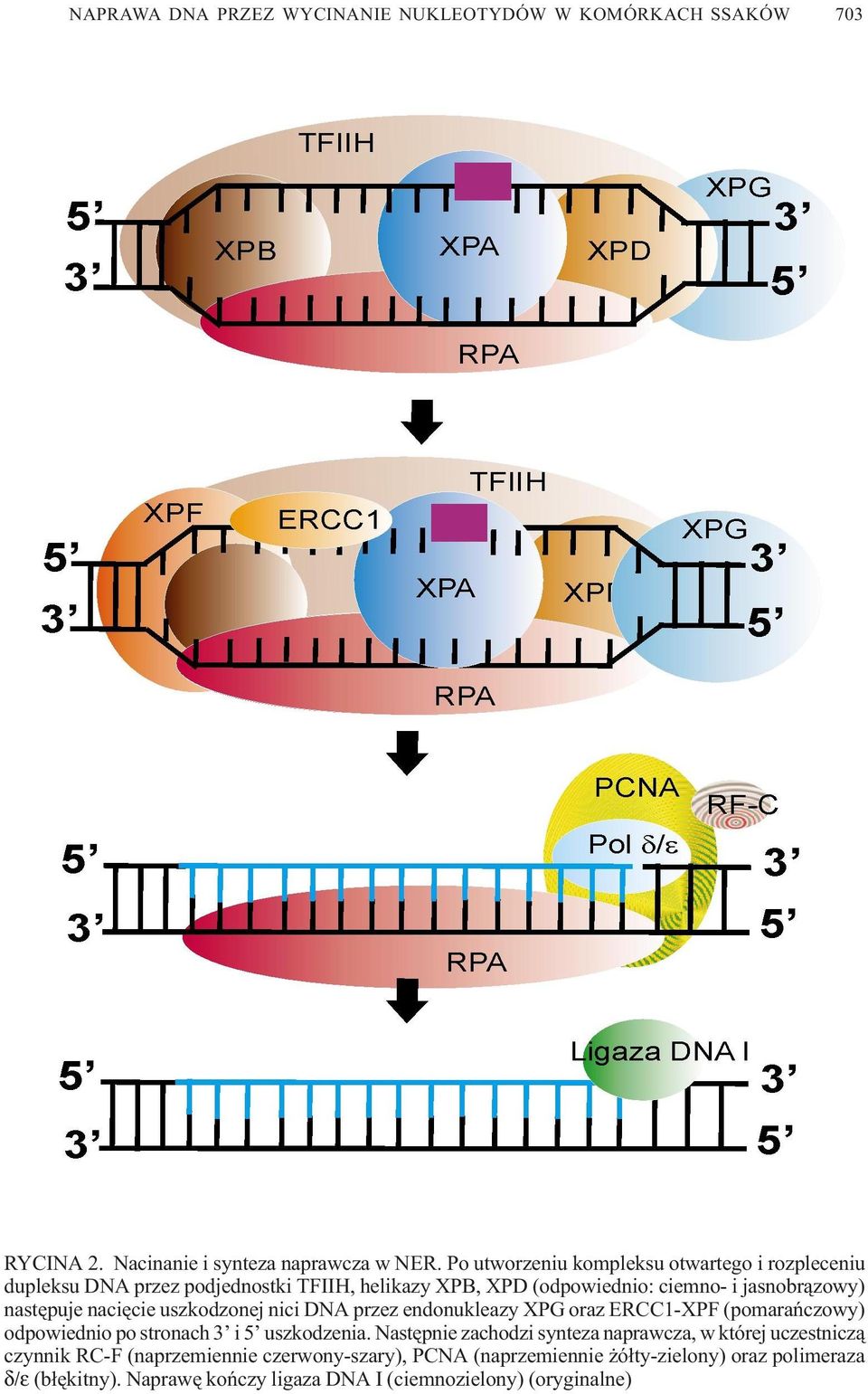 jasnobr¹zowy) nastêpuje naciêcie uszkodzonej nici DNA przez endonukleazy XPG oraz ERCC1-XPF (pomarañczowy) odpowiednio po stronach 3 i 5