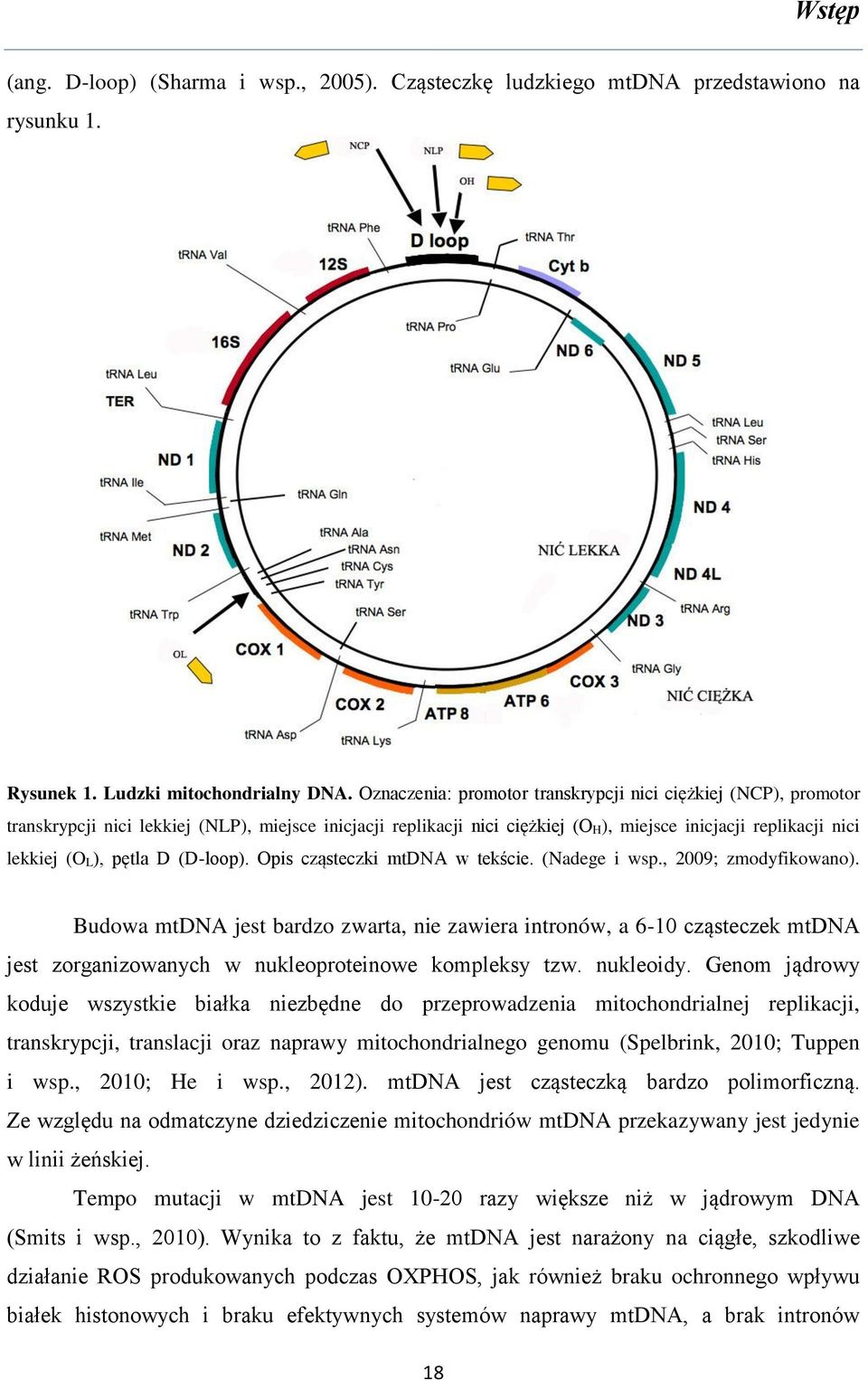 pętla D (D-loop). Opis cząsteczki mtdna w tekście. (Nadege i wsp., 2009; zmodyfikowano).