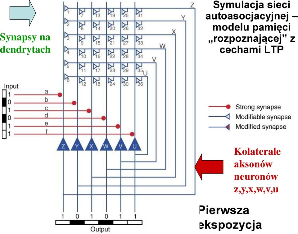 rozpoznającej z cechami LTP Kolaterale