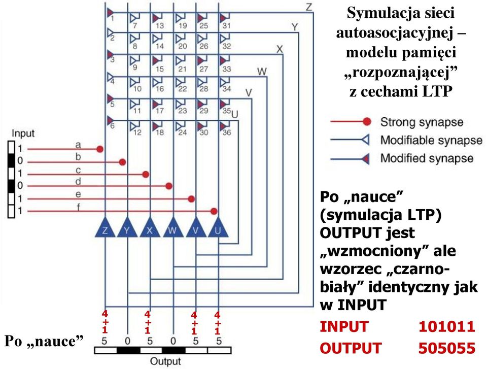 + 1 Po nauce (symulacja LTP) OUTPUT jest wzmocniony ale