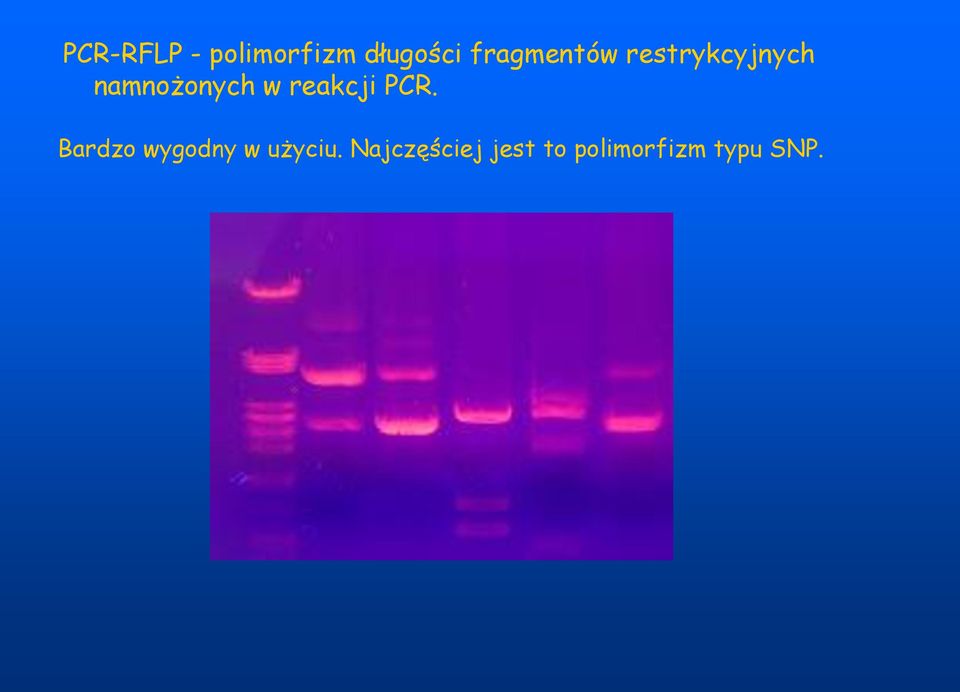 w reakcji PCR.