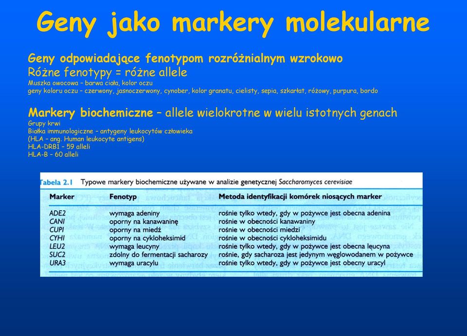 sepia, szkarłat, różowy, purpura, bordo Markery biochemiczne allele wielokrotne w wielu istotnych genach Grupy krwi