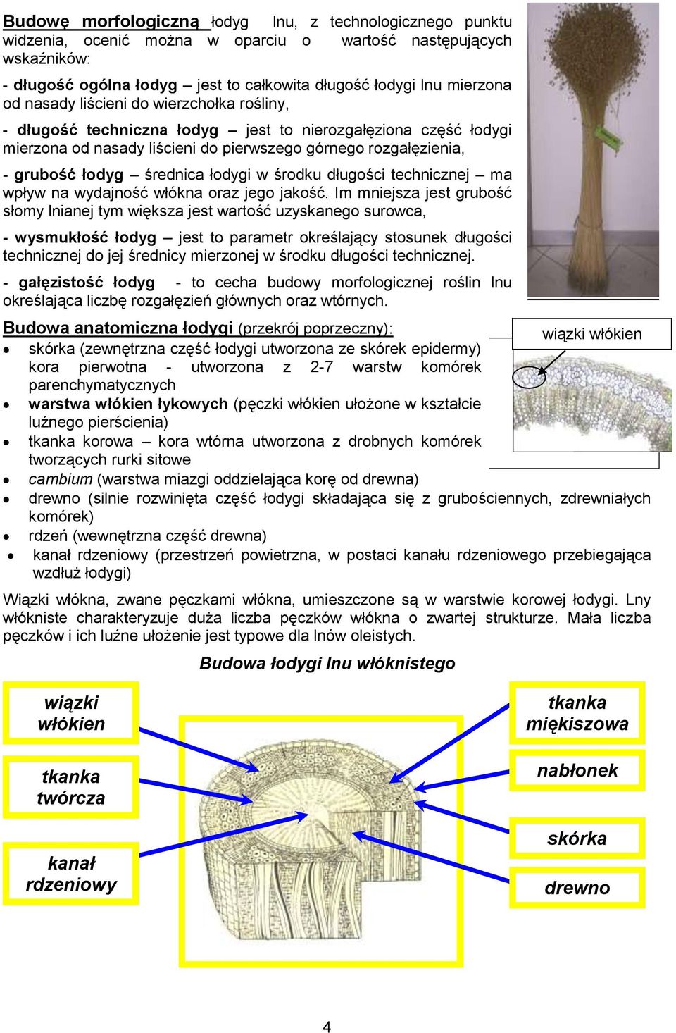 łodygi w środku długości technicznej ma wpływ na wydajność włókna oraz jego jakość.