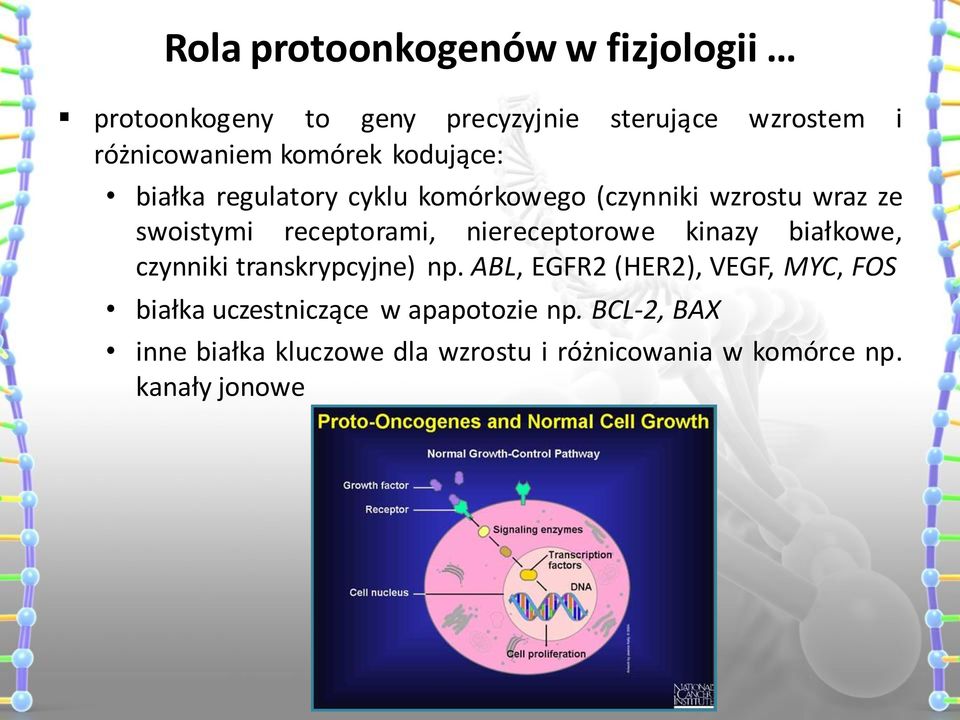 niereceptorowe kinazy białkowe, czynniki transkrypcyjne) np.