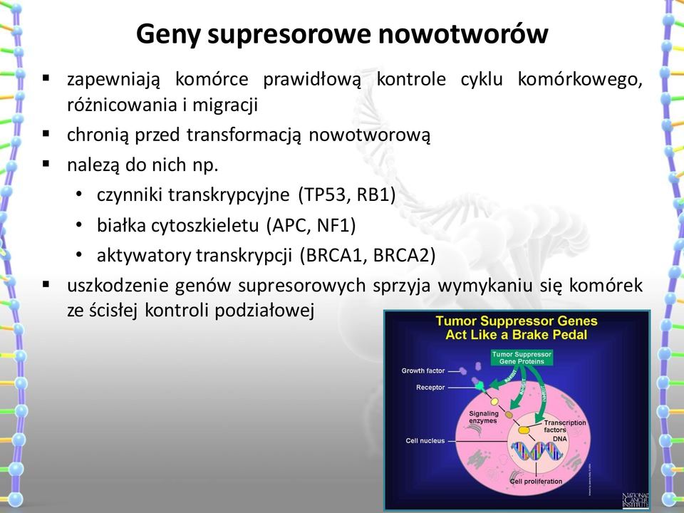 czynniki transkrypcyjne (TP53, RB1) białka cytoszkieletu (APC, NF1) aktywatory transkrypcji