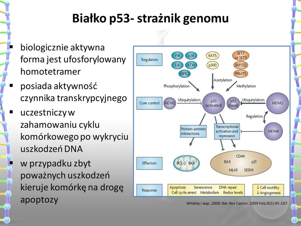 cyklu komórkowego po wykryciu uszkodzeń DNA w przypadku zbyt poważnych uszkodzeń