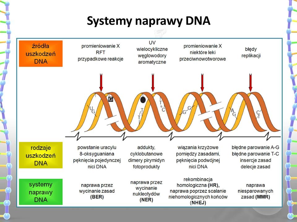 DNA