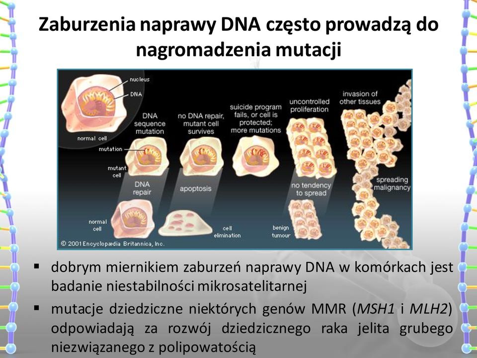 mikrosatelitarnej mutacje dziedziczne niektórych genów MMR (MSH1 i MLH2)