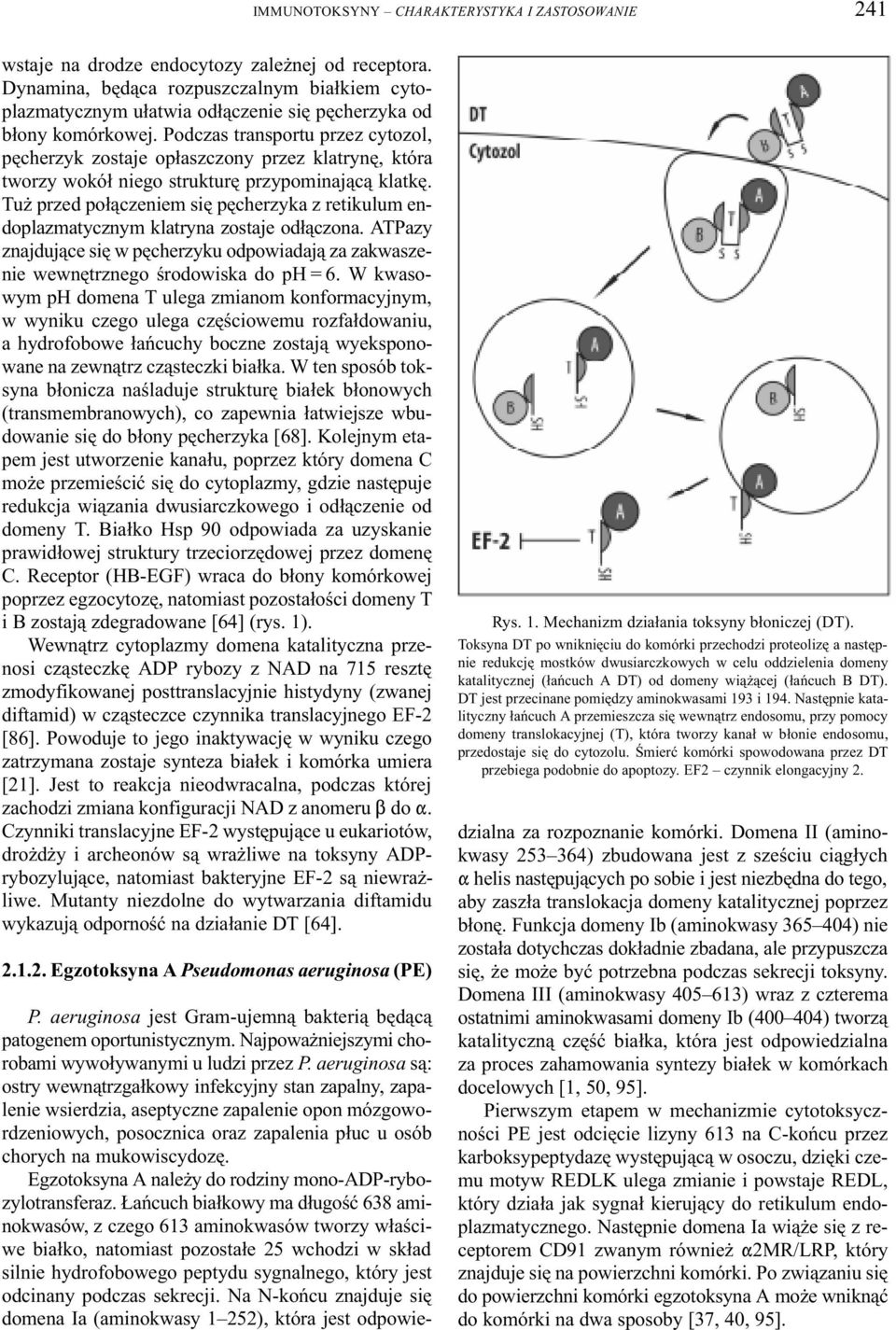 Podczas transportu przez cytozol, pêcherzyk zostaje op³aszczony przez klatrynê, która tworzy wokó³ niego strukturê przypominaj¹c¹ klatkê.