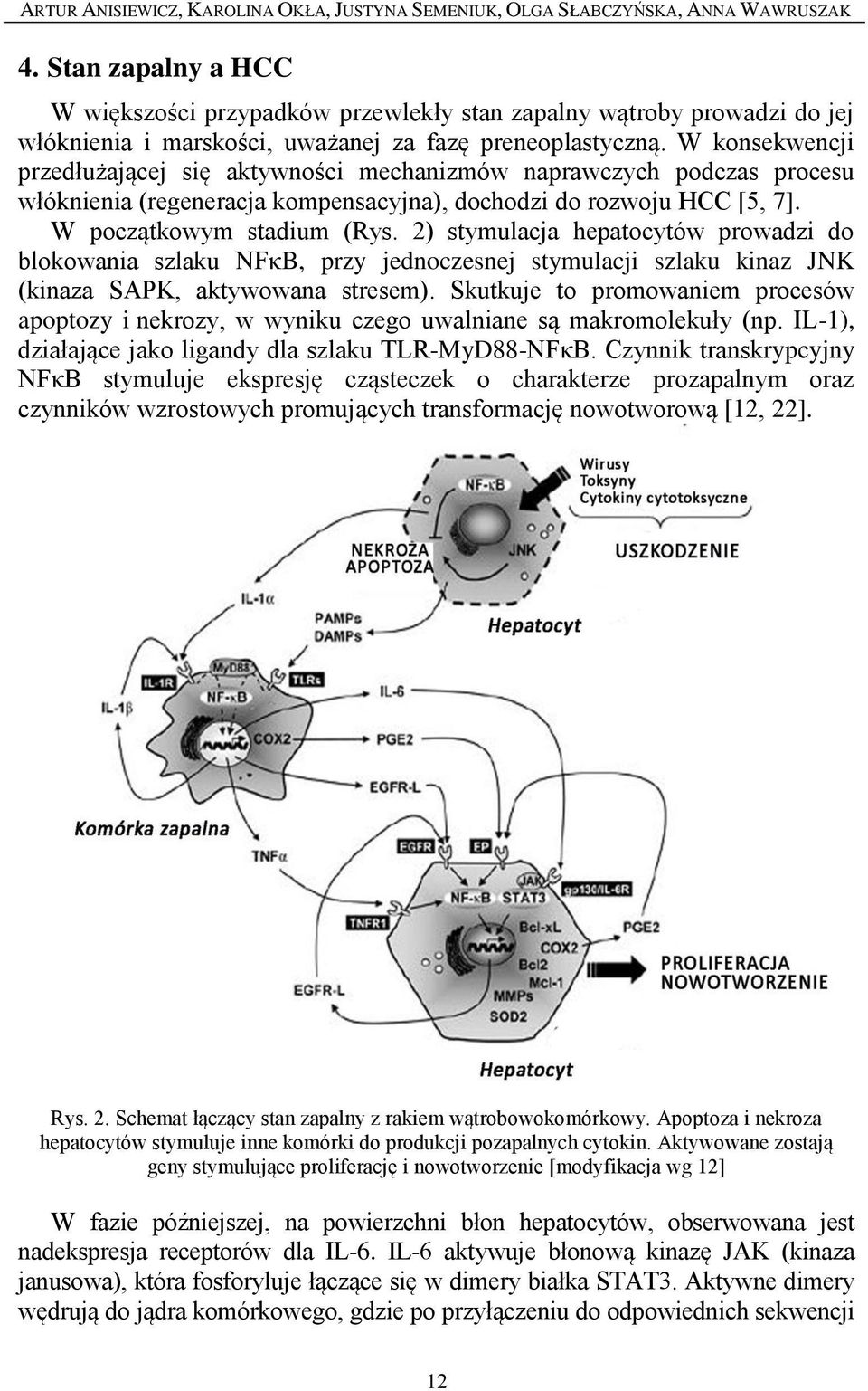 W konsekwencji przedłużającej się aktywności mechanizmów naprawczych podczas procesu włóknienia (regeneracja kompensacyjna), dochodzi do rozwoju HCC [5, 7]. W początkowym stadium (Rys.