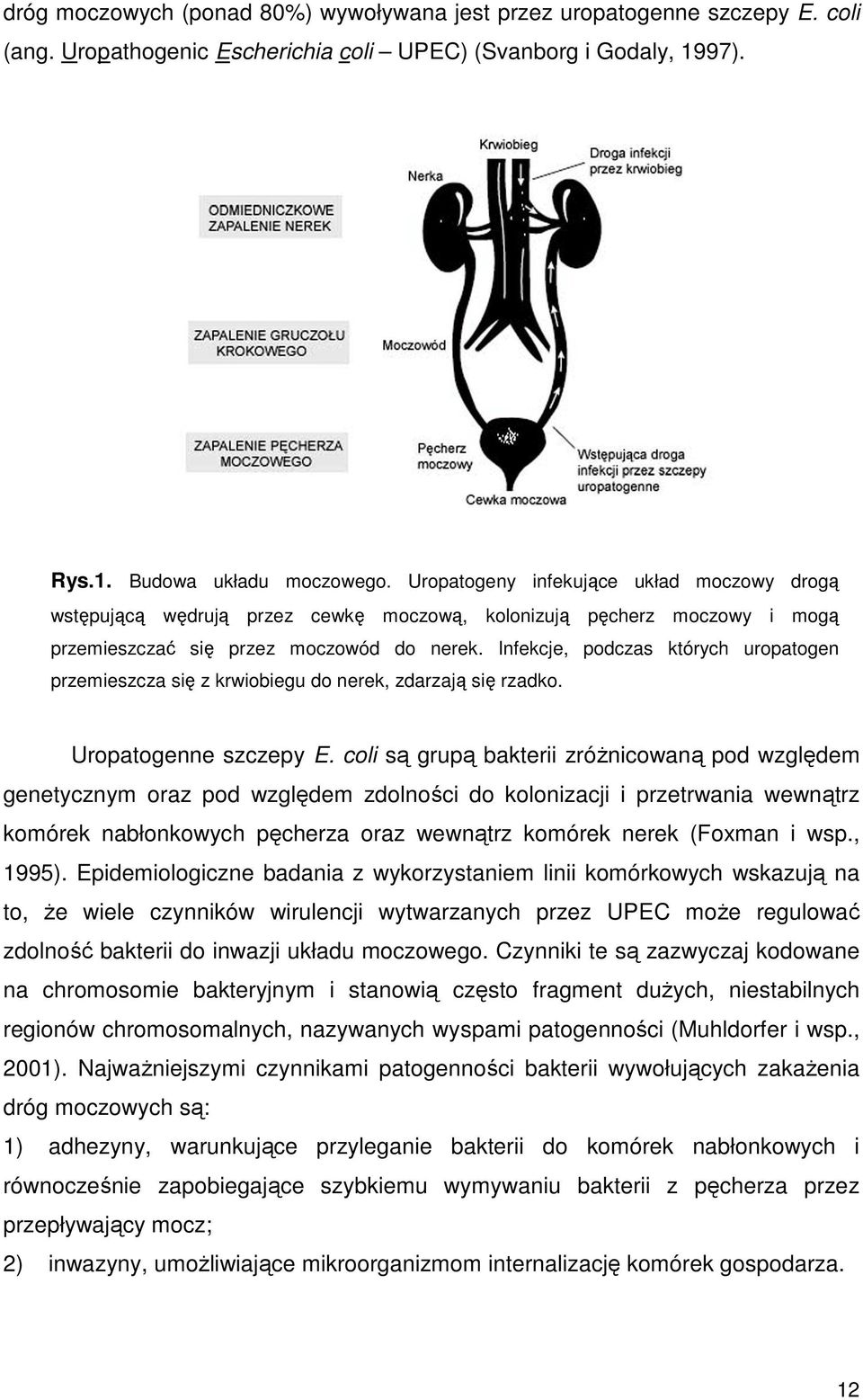 Infekcje, podczas których uropatogen przemieszcza się z krwiobiegu do nerek, zdarzają się rzadko. Uropatogenne szczepy E.