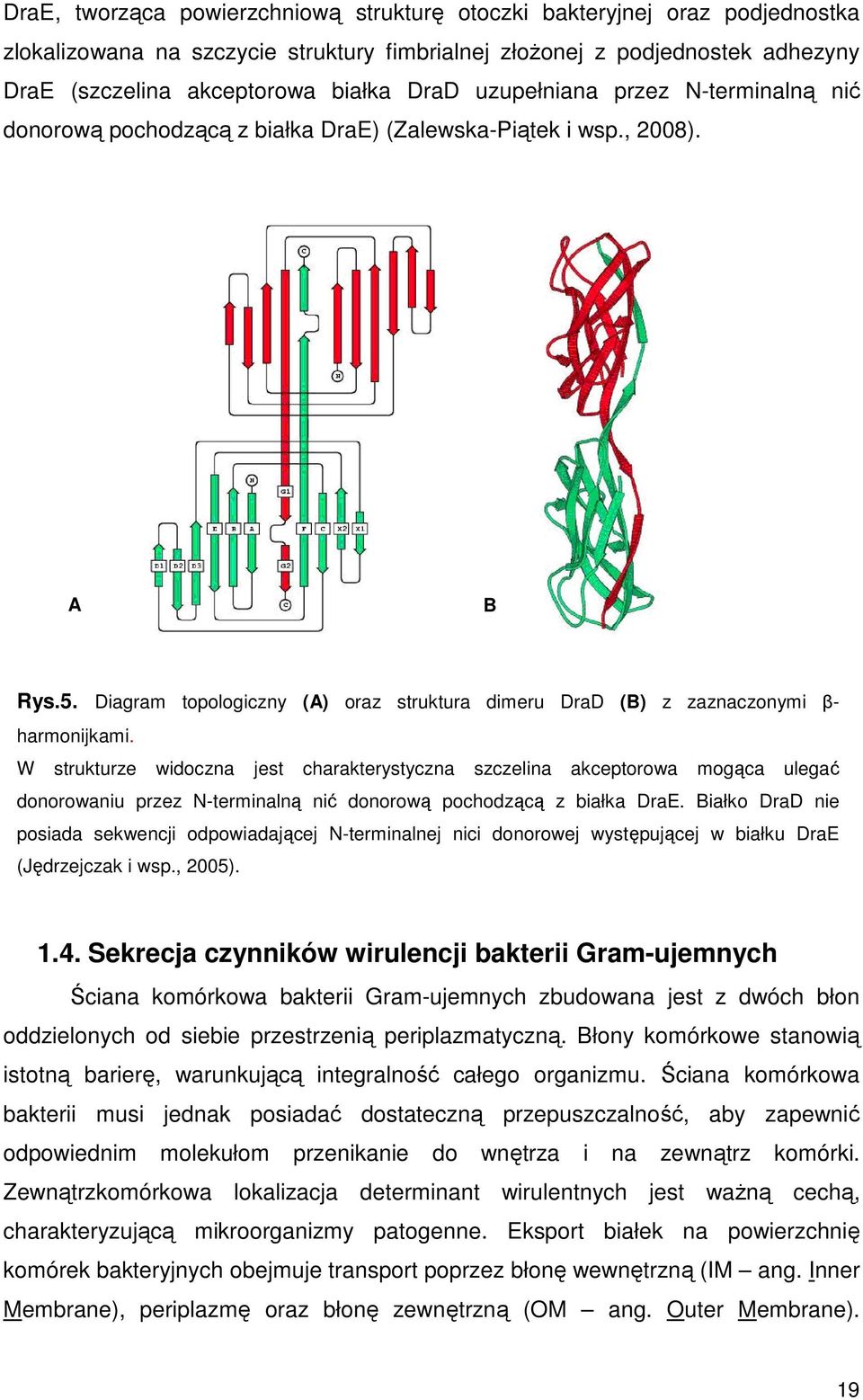 W strukturze widoczna jest charakterystyczna szczelina akceptorowa mogąca ulegać donorowaniu przez N-terminalną nić donorową pochodzącą z białka DraE.