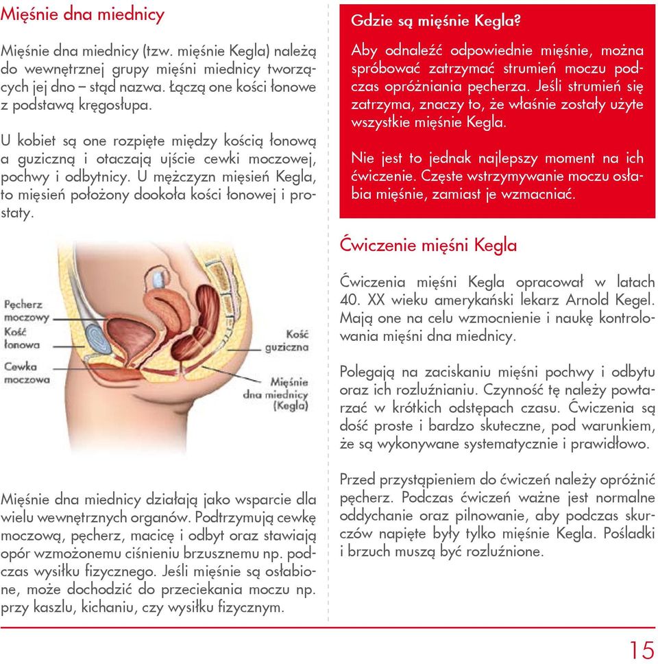 Gdzie są mięśnie Kegla? Aby odnaleźć odpowiednie mięśnie, można spróbować zatrzymać strumień moczu podczas opróżniania pęcherza.