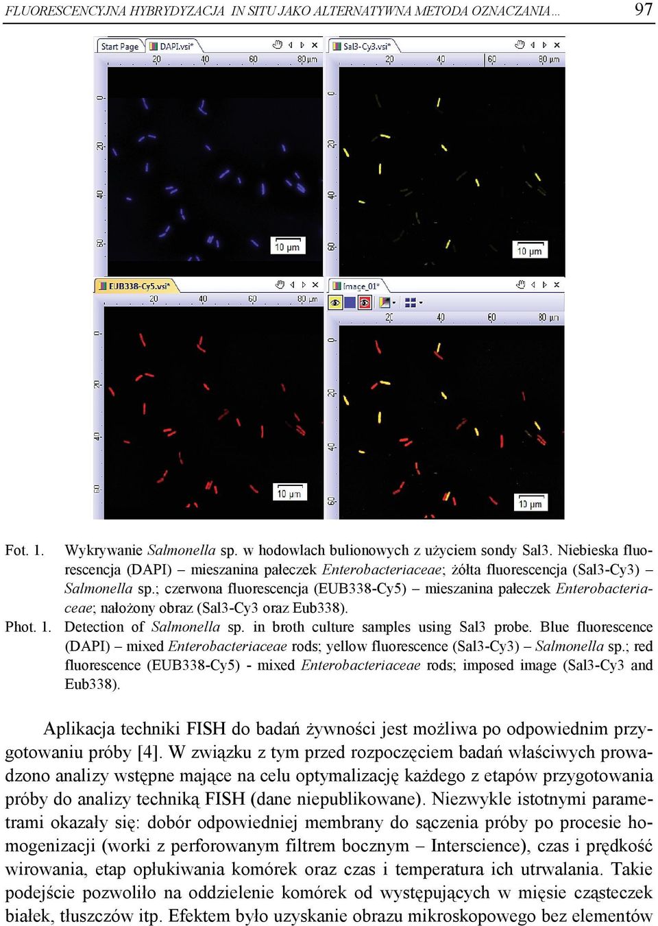 ; czerwona fluorescencja (EUB338-Cy5) mieszanina pałeczek Enterobacteriaceae; nałożony obraz (Sal3-Cy3 oraz Eub338). Phot. 1. Detection of Salmonella sp. in broth culture samples using Sal3 probe.