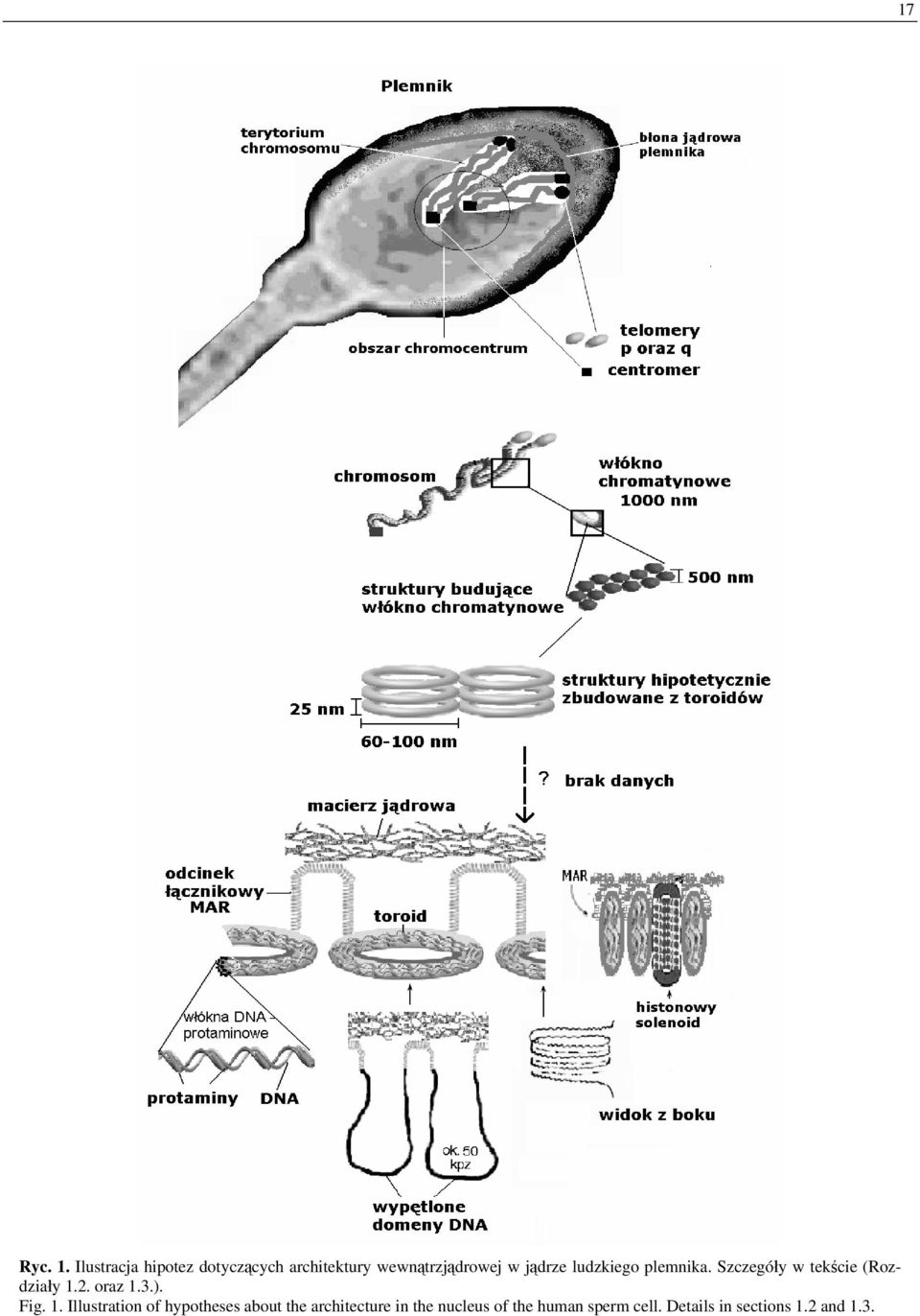 ludzkiego plemnika. Szczegóły w tekście (Rozdziały 1.2. oraz 1.3.).