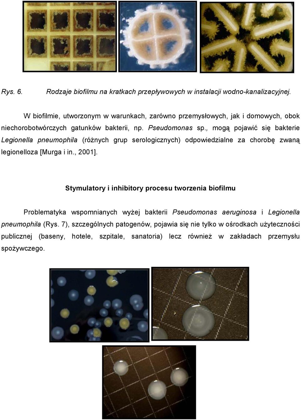 , mogą pojawić się bakterie Legionella pneumophila (różnych grup serologicznych) odpowiedzialne za chorobę zwaną legionelloza [Murga i in., 2001].