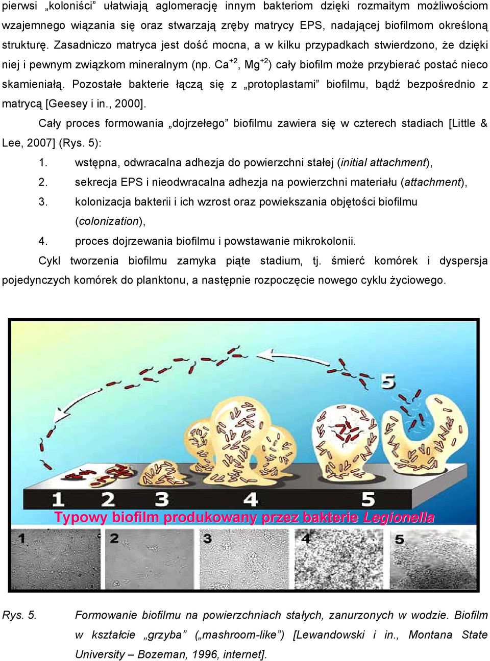 Pozostałe bakterie łączą się z protoplastami biofilmu, bądź bezpośrednio z matrycą [Geesey i in., 2000].