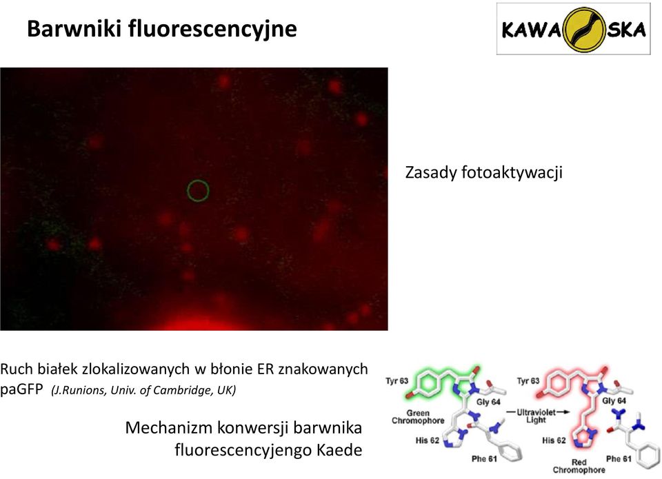 znakowanych pagfp (J.Runions, Univ.