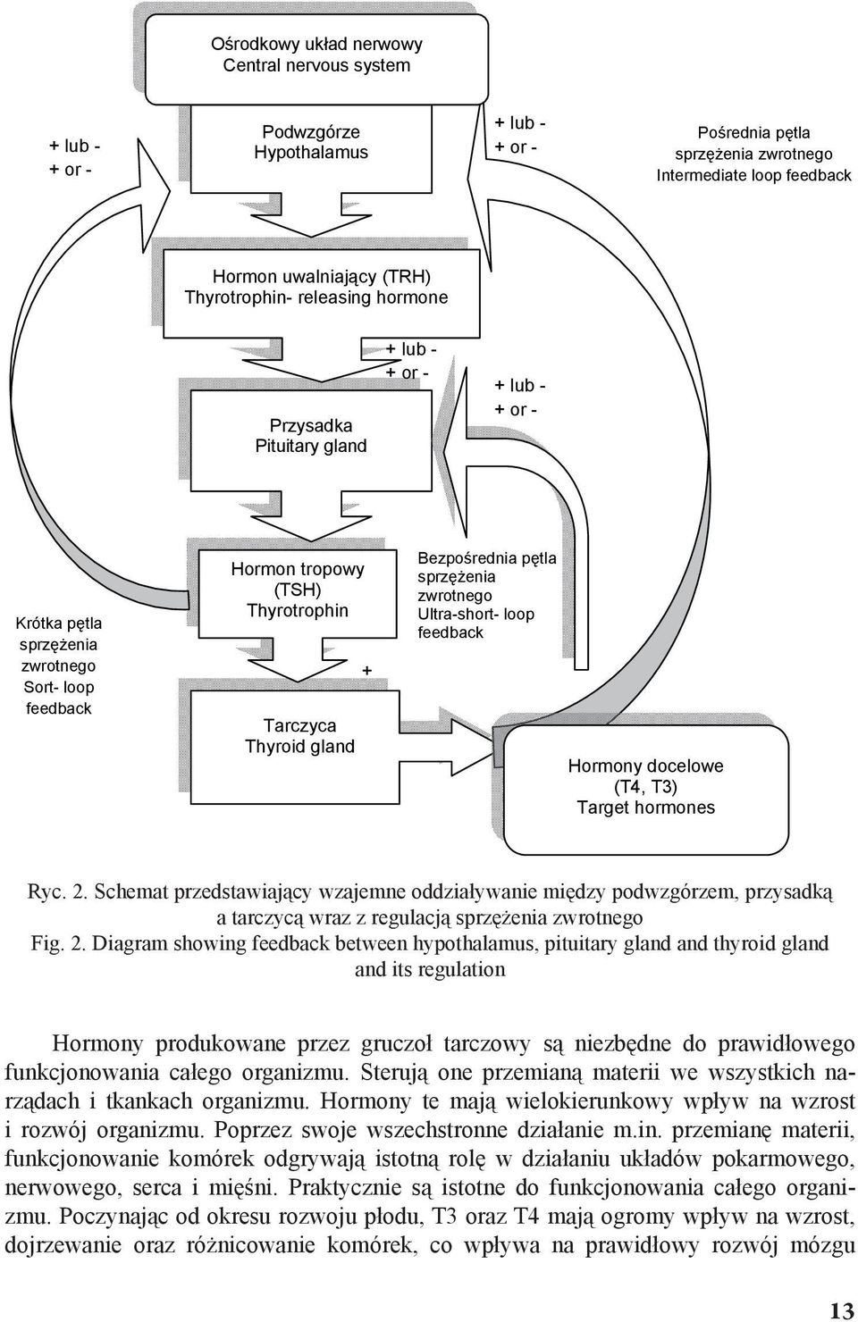 Bezpo rednia p tla sprz enia zwrotnego Ultra-short- loop feedback Hormony docelowe (T4, T3) Target hormones Ryc. 2.