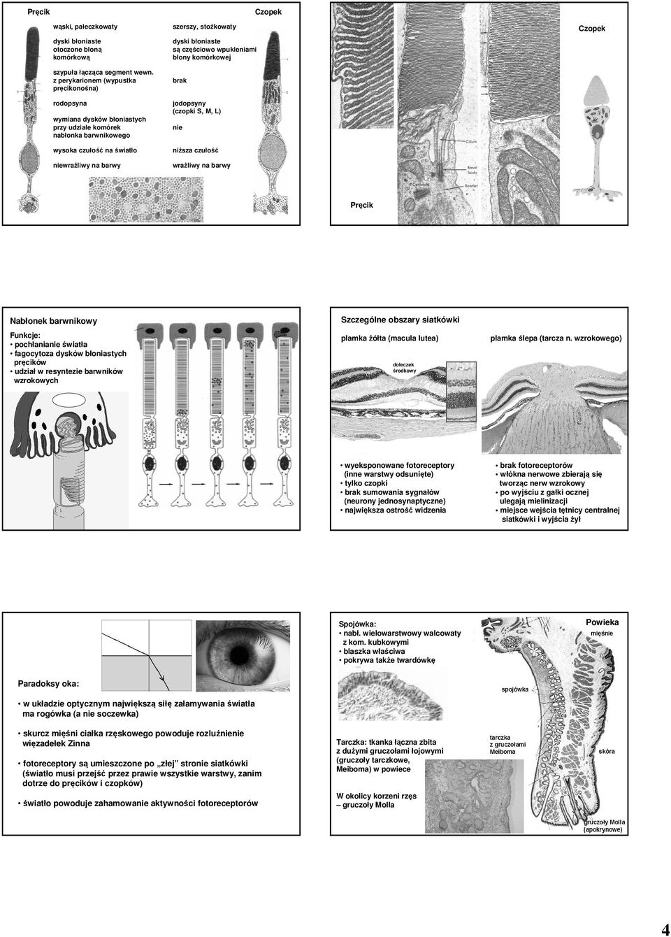 czułość niewrażliwy na barwy wrażliwy na barwy Pręcik Nabłonek barwnikowy Szczególne obszary siatkówki Funkcje: pochłanianie światła fagocytoza dysków błoniastych pręcików udział w resyntezie
