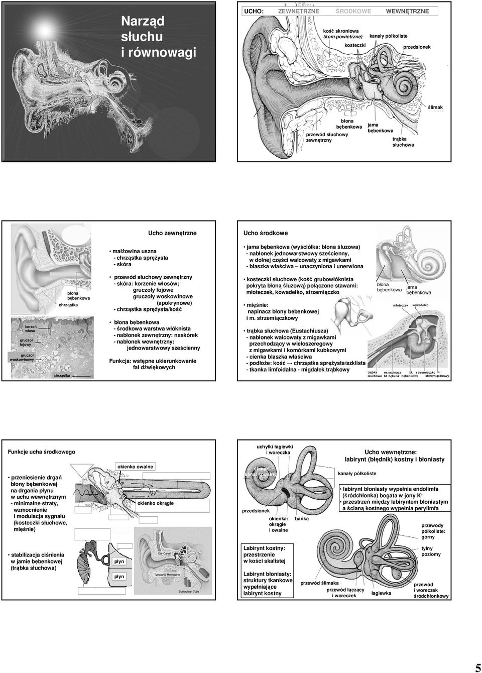 chrząstka przewód słuchowy zewnętrzny - skóra: korzenie włosów; gruczoły łojowe gruczoły woskowinowe (apokrynowe) - chrząstka sprężysta/kość błona bębenkowa - środkowa warstwa włóknista - nabłonek