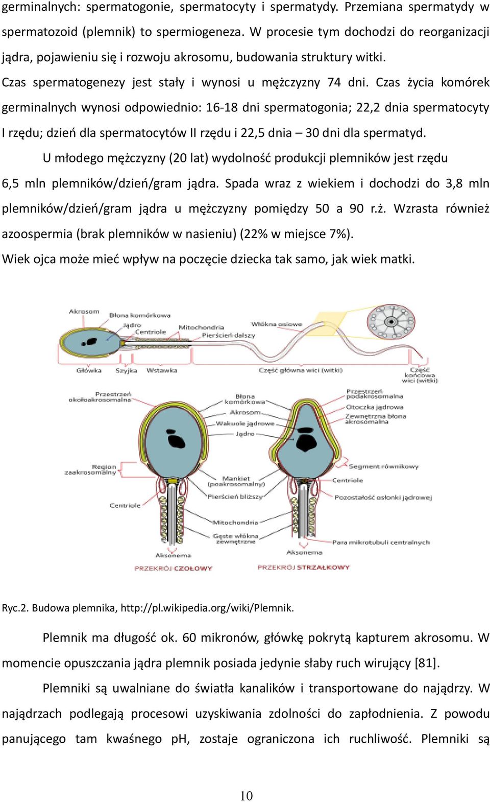 Czas życia komórek germinalnych wynosi odpowiednio: 16-18 dni spermatogonia; 22,2 dnia spermatocyty I rzędu; dzień dla spermatocytów II rzędu i 22,5 dnia 30 dni dla spermatyd.